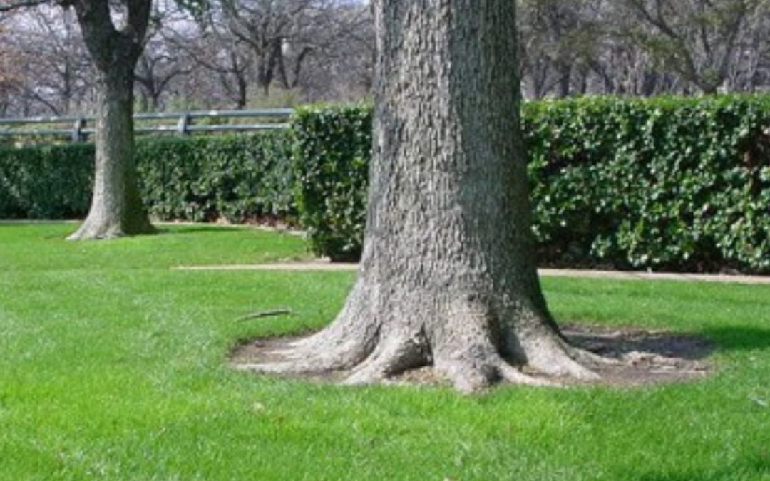 How to Identify Root Flare on Trees