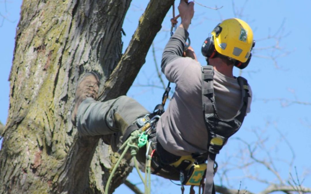 What Is a Tree Arborist?