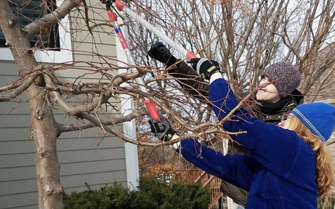 Pruning Trees and Evergreens in Winter
