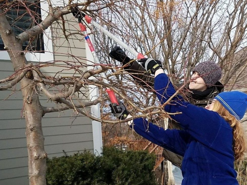 Pruning Trees And Evergreens In Winter
