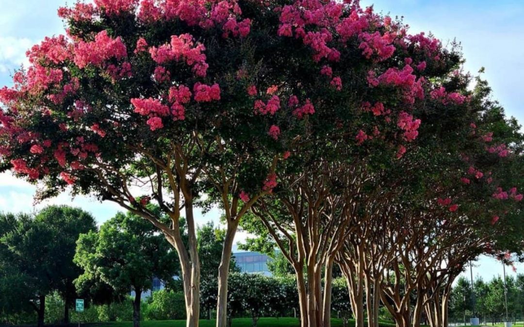When to Transplant a Crepe Myrtle Tree