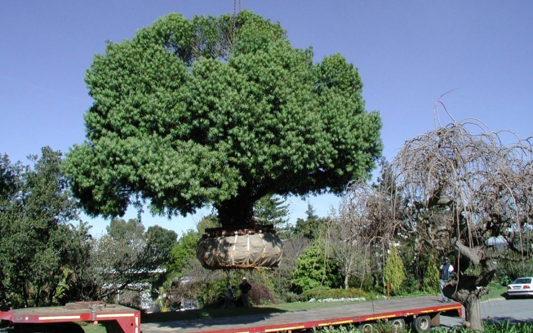 Can You Transplant Established Trees?