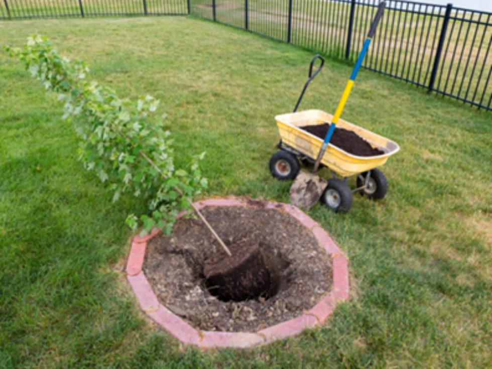 When To Transplant A Tree