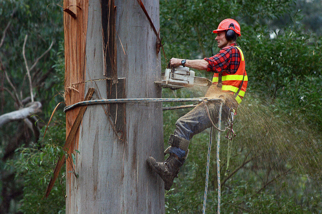 Can you make a living as an arborist?