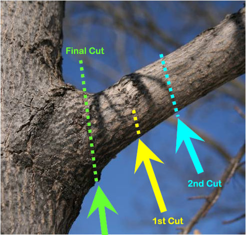 What is the three cut method of pruning?