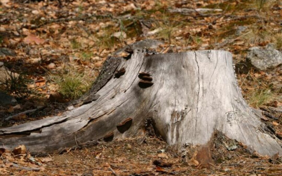 How to Get Rid of Old Tree Stump