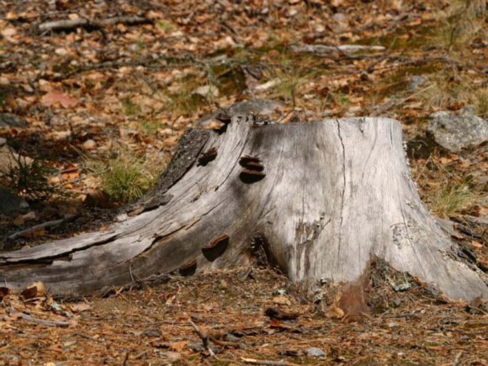 How To Get Rid Of Old Tree Stump
