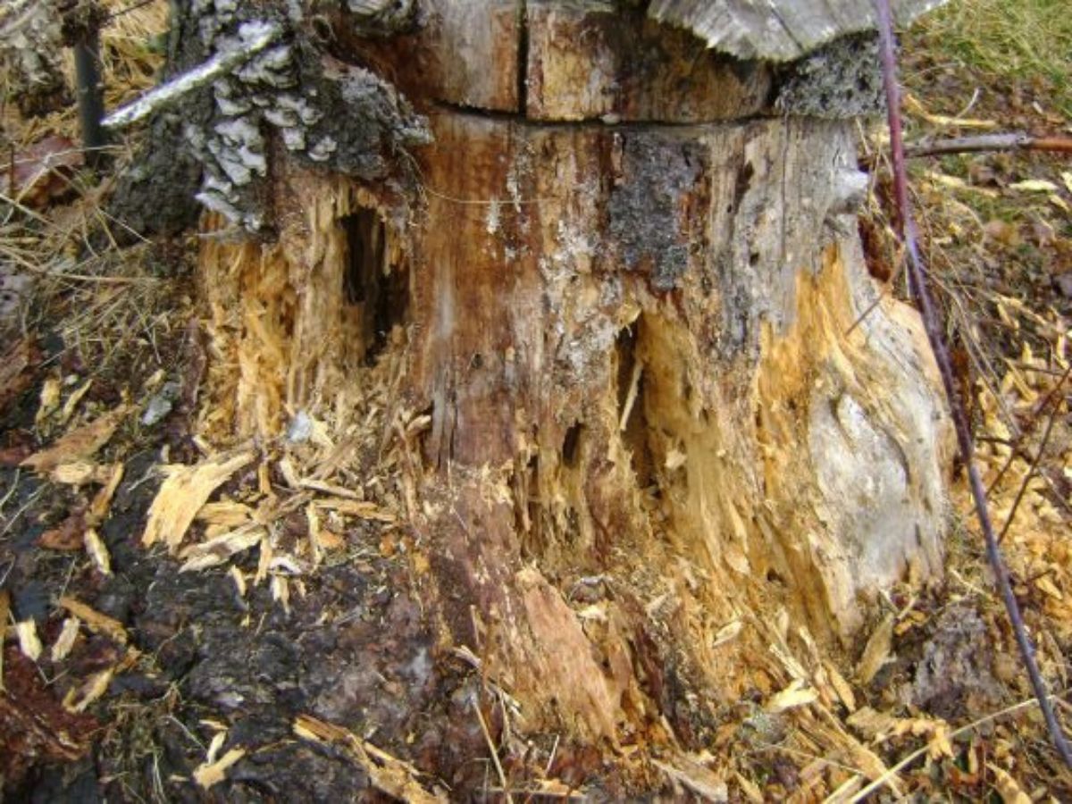 What Animals Dig Into Tree Stumps?
