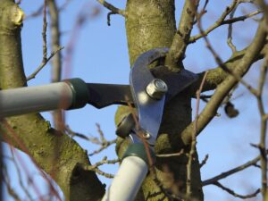 Pruning Trees - Three General Rules