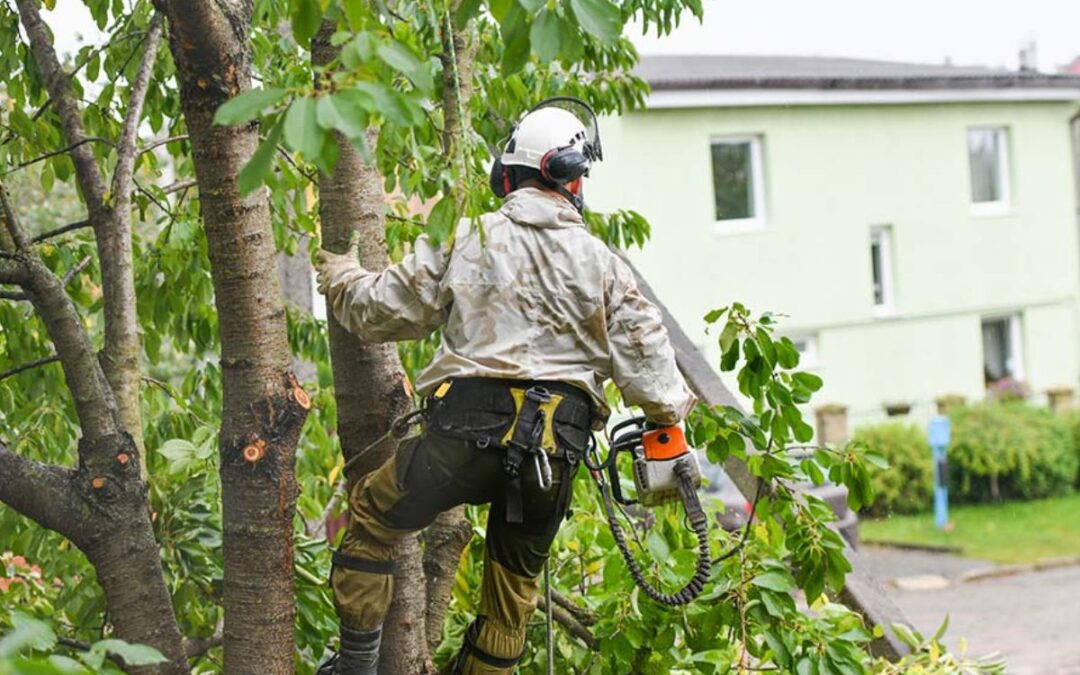 What Type of Arborist Makes the Most Money?
