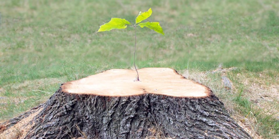 What trees can regrow from stumps?