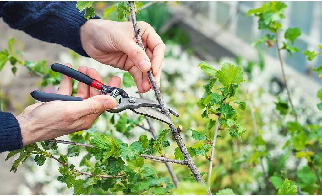 What are three important reasons for pruning?
