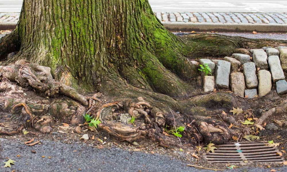 Homeowner Options When Tree Roots Become a Problem