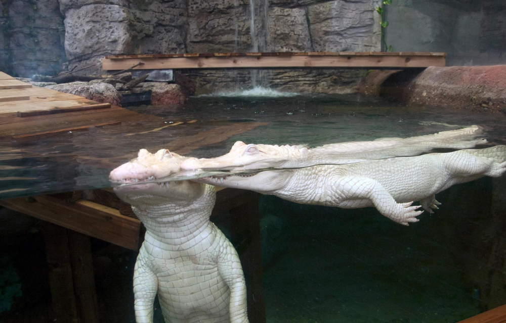 Gators Aquariums
