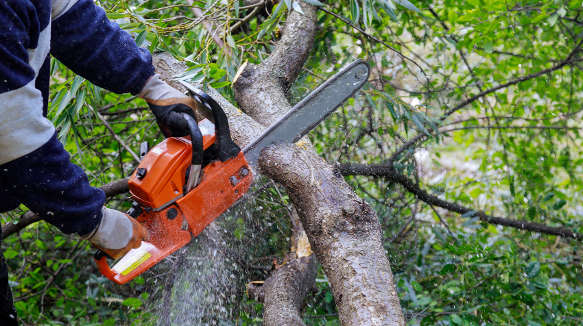 Mastering the Art of Tree Pruning Unveiling Techniques and Timelines for a Healthy Yard