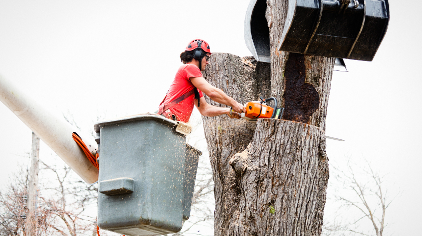 The AZ of Tree Removal Understanding Costs Permits and Safety Measures