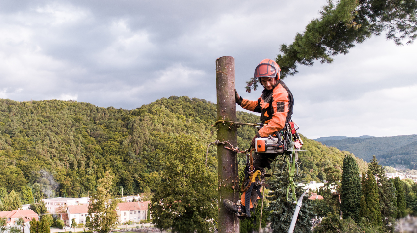 The Power of the Arborist Why Their Services Could Be Your Trees Best Friend