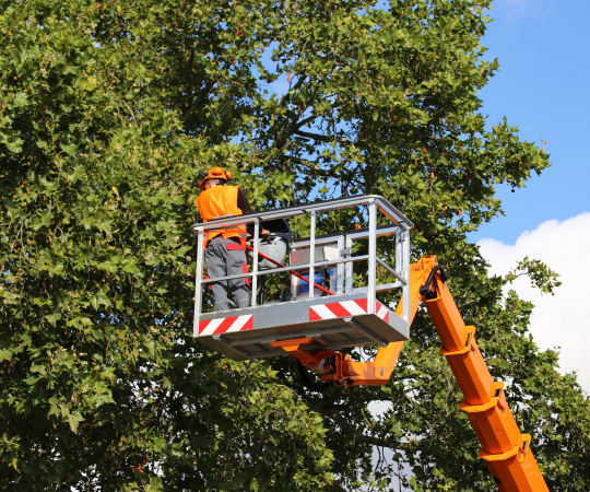 Emergency Tree Care Restoration