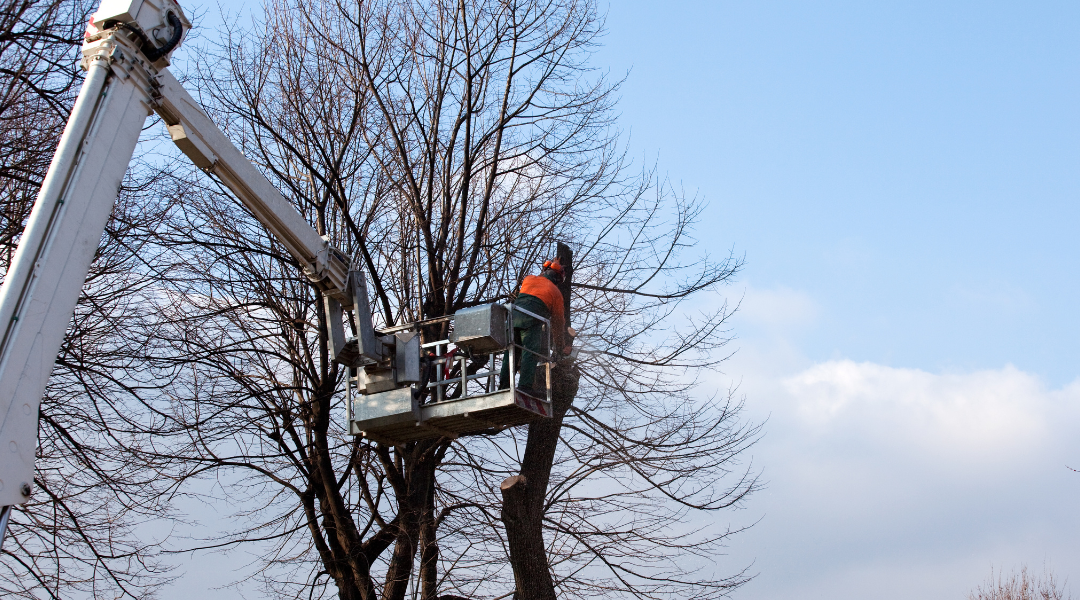 DIY or Professional Pruning Making the Right Choice for Your Trees