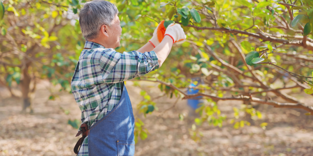 Pruning vs. Lopping