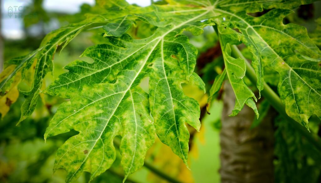 Bacterial Tree Diseases