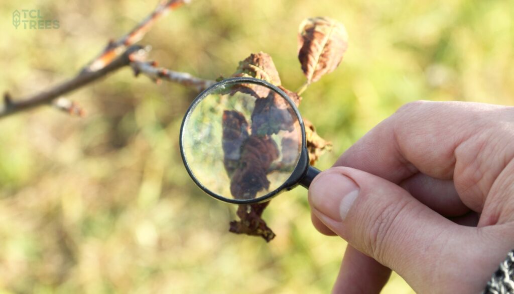 Diagnosing Tree Diseases