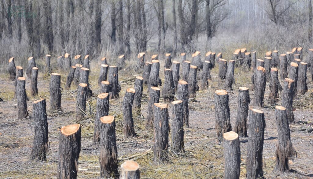 Stress Impacting Tree Diseases