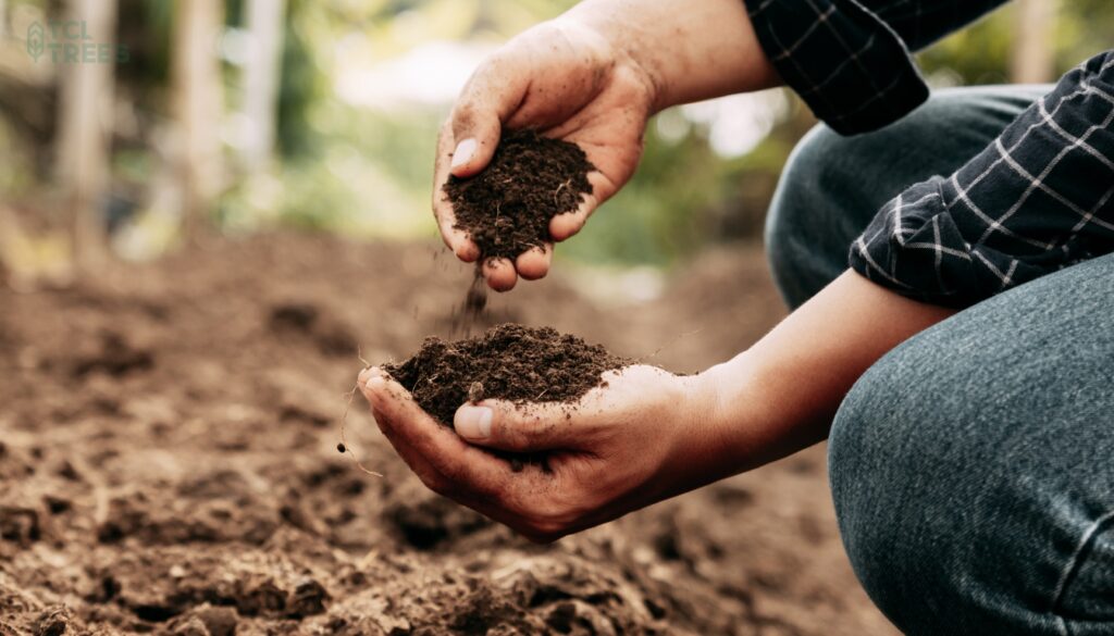 Importance of Soil Health