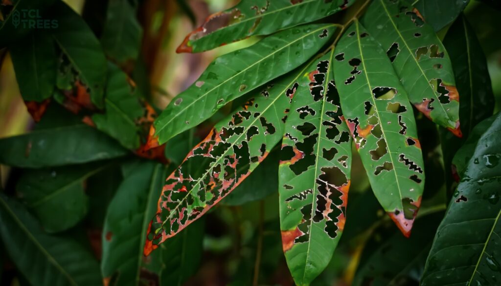 Nutrient Deficiency Management Strategies